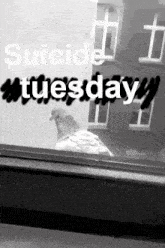 a black and white photo of a pigeon looking out a window with the words `` suicide tuesday '' written on it .