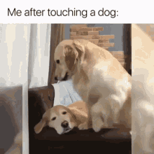 Meme Pet GIF - Meme Pet Dogs GIFs