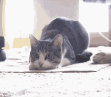 고양이 엉덩이 씰룩씰룩 흔들 집중 사냥 GIF