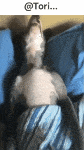 a dog is laying on its back on a blue striped pillow with the caption @tori ...