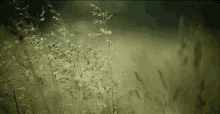 Wheat Wind GIF - Wheat Wind Dawn GIFs