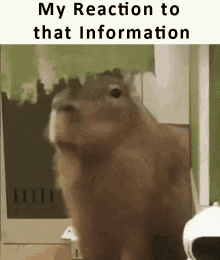 Capybara My Reaction To That Information GIF
