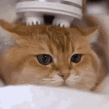 Cat Massage GIF - Cat Massage Cute GIFs