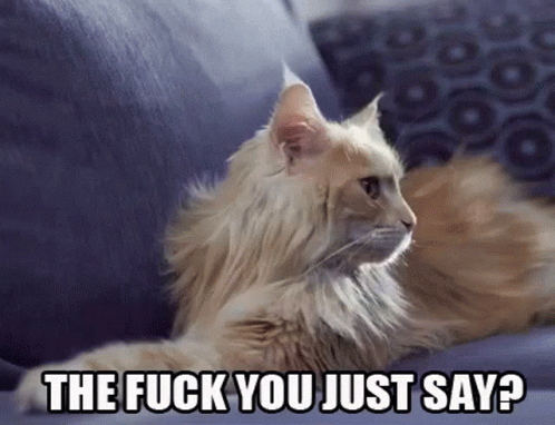 the-fuck-you-say-cat.gif