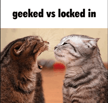 two cats are looking at each other with the words " geeked vs locked in " above them