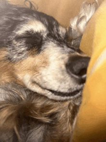 a close up of a dog sleeping on a couch