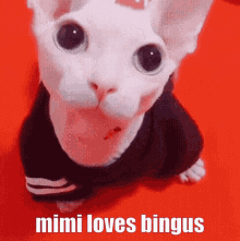 Mimi Loves GIF - Mimi Loves Bingus GIFs