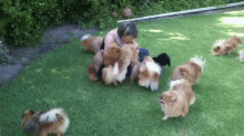 That'S Love GIF - Dogs Pomeranians Happy GIFs