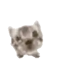 a blurred image of a kitten standing on a white background .