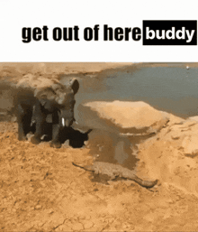 two elephants standing next to a body of water with the words " get out of here buddies " above them