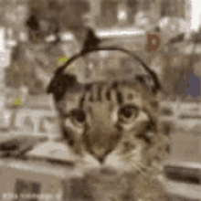 Gato Escuchando Musica Gato Audifonos GIF - Gato Escuchando Musica Gato Audifonos GIFs