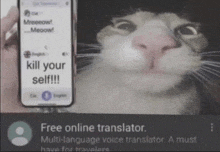 Cat Translator GIF - Cat Translator GIFs