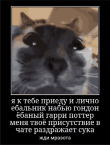 Cat Funny Cat GIF - Cat Funny Cat Meme GIFs