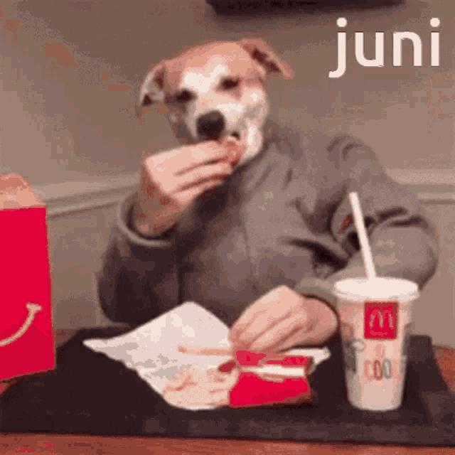 Dog Juni GIF - Dog Juni Juancho GIFs