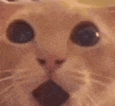 Cat Shocked GIF - Cat Shocked GIFs