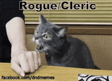 Rogue Funny Animals GIF - Rogue Funny Animals Cats GIFs
