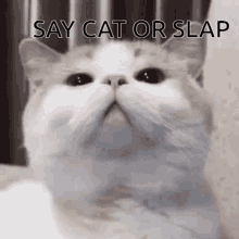 Saycatorslap GIF - Saycatorslap Cat Slap GIFs