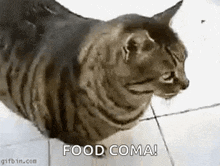 stuffed full food coma cat coma