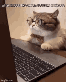 Lol Cat GIF - Lol Cat Code GIFs