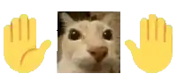 a picture of a cat with two yellow hands behind it .