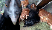 Chicken Rooster GIF - Chicken Rooster Looking GIFs