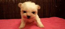 Fearsome Puppy GIF