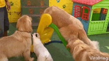 Viralhog Doggy GIF - Viralhog Doggy Wrong Way GIFs