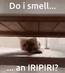 Iripiri Smell GIF - Iripiri Smell GIFs