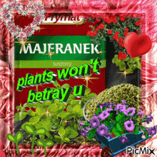majfranek plants won 't betray u written on a red background