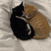 Yourarchivist Black Cat GIF - Yourarchivist Black Cat Orange Cat GIFs