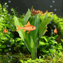 goldfish goldy aquarium fish tank underwater
