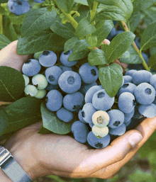 Blueberry Plant Home Grown GIF