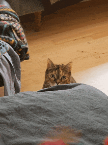 Juniper Cat GIF - Juniper Cat Attack GIFs