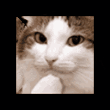 Catponder Cat GIF - Catponder Cat Ponder GIFs
