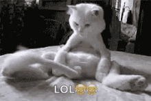 a white cat is laying on top of another white cat on a bed .