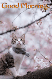 Funny Lol Cat Good Morning GIF