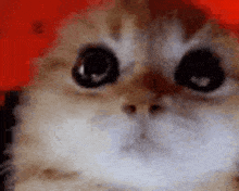 Smol Angry GIF - Smol Angry Cat GIFs