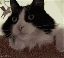 Cat Suprised GIF - Cat Suprised Shocked GIFs
