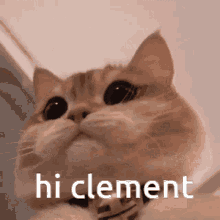 Clement Cat GIF - Clement Cat Cute GIFs