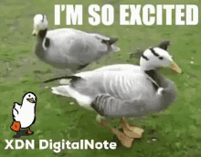 Xdn Digitalnote GIF - Xdn Digitalnote Ducknote GIFs