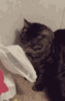 Puddi Cat GIF - Puddi Cat Cute GIFs