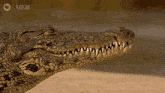 a close up of a crocodile 's mouth with the word nature on the bottom
