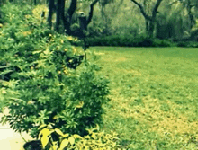 a lush green field with trees and bushes surrounding it
