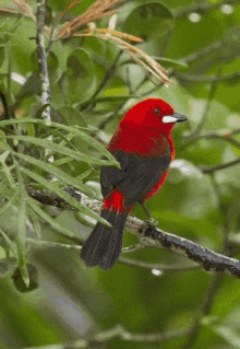 Birds Nature GIF - Birds Nature Color GIFs