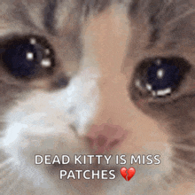 Sad Cat Crying Cat GIF