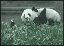 Panda Food GIF - Panda Food Hungry GIFs