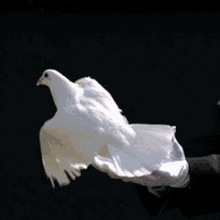 Heavenly Peace GIF - Heavenly Peace Pigeon GIFs