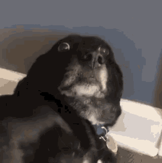 Dog Face GIF - Dog Face Funny Animals - Discover & Share GIFs