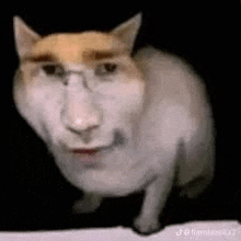 a cat wearing glasses and a hat is looking at the camera .