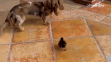 Scared The Pet Collective GIF
